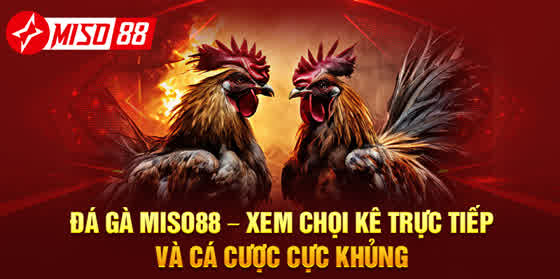 ĐÁ GÀ MISO88 5 -miso88 Đá Gà MISO88 – Xem Chọi Kê Trực Tiếp Và Cá Cược Cực Khủng