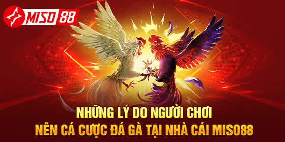 ĐÁ GÀ MISO88 7 -miso88 Những lý do người chơi nên cá cược đá gà tại nhà cái MISO88